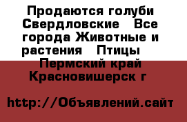 Продаются голуби Свердловские - Все города Животные и растения » Птицы   . Пермский край,Красновишерск г.